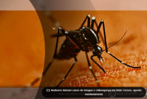 Revelação que as mulheres são o grupo mais afetado por dengue e chikungunya no estado