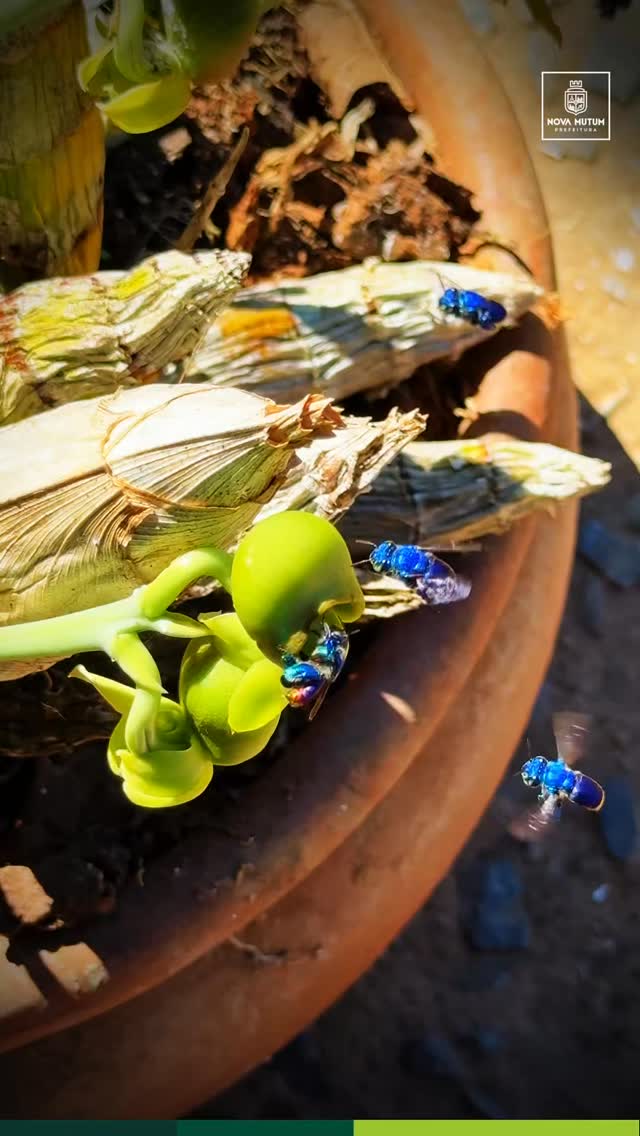 Conheça a incrível Abelha Euglosa, a joia dos nossos ecossistemas! 

Identifica…