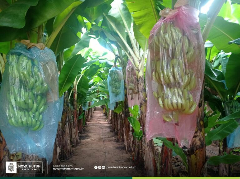 Programa Municipal Agro Família se torna Política Pública permanente em Nova Mut…