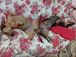 Final de Domingo pelo jeito o fim de semana do Tachinha e o Café foi puxado