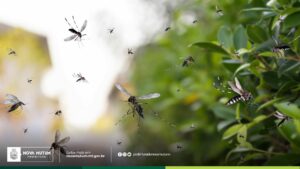 Vigilância Epidemiológica alerta para aumento de casos de dengue e chikungunya e…