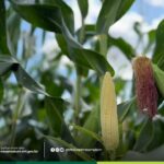 SAMA promove Dia de Campo para fortalecer a agricultura familiar na próxima sext…