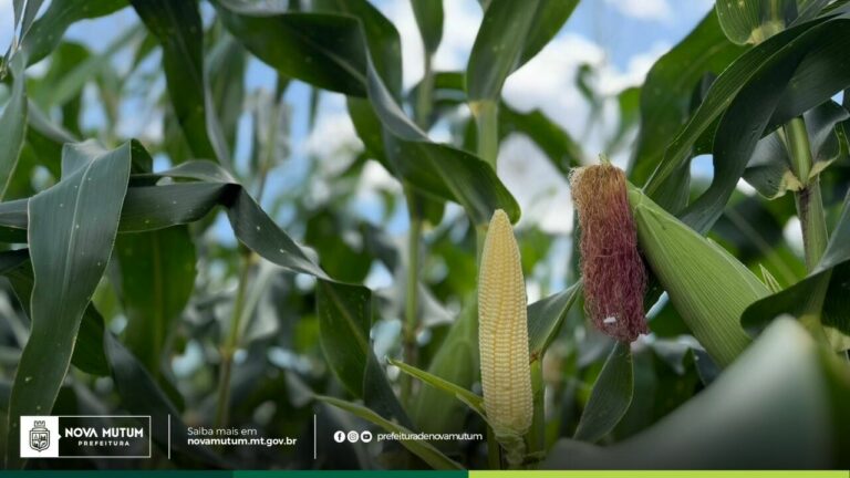 SAMA promove Dia de Campo para fortalecer a agricultura familiar na próxima sext…